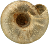 Hawaiia minusculaDVÄRGGLANSSNÄCKA2,0 × 2,3 mm
